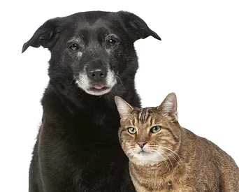 leuke pup die op de kop ligt op de behandeltafel